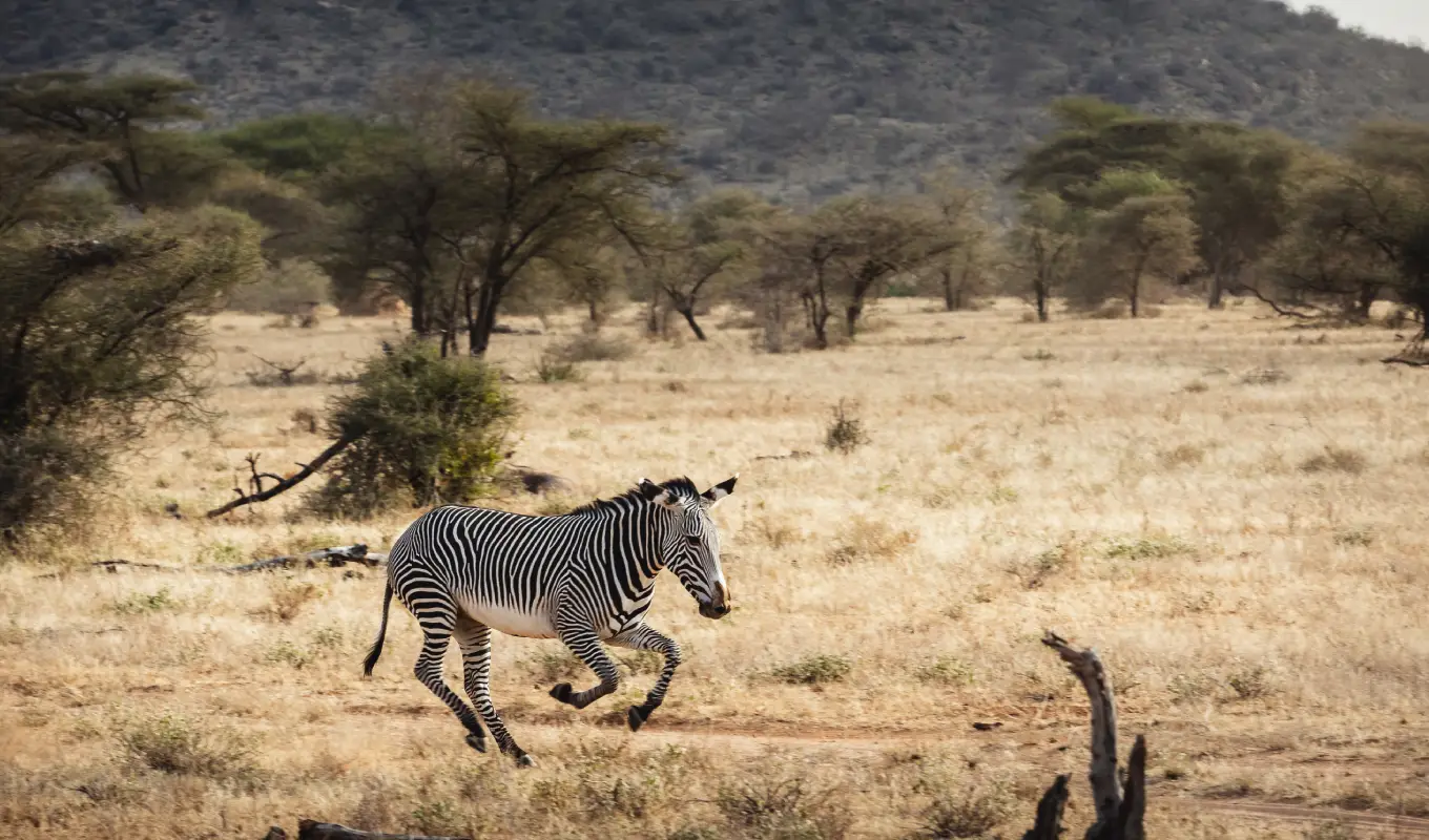 3 Days Samburu Lodge Safari 