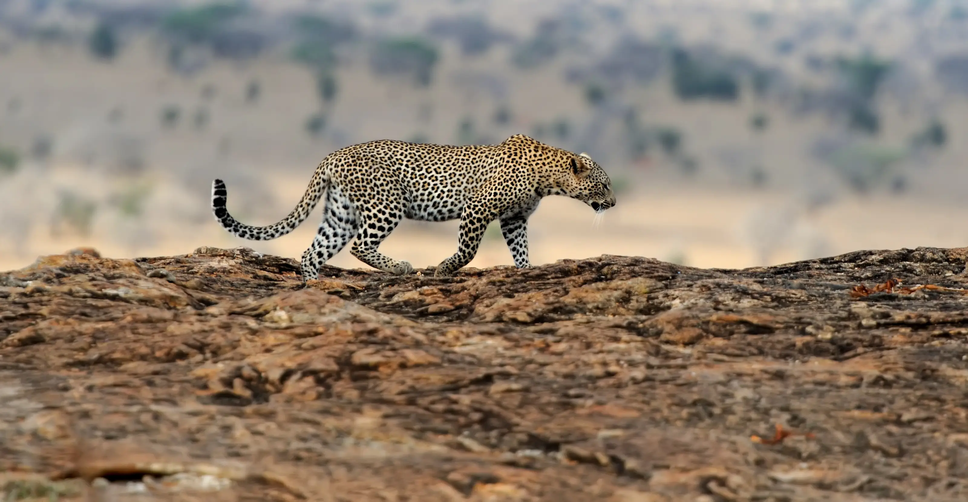 3 Days Samburu Lodge Safari 