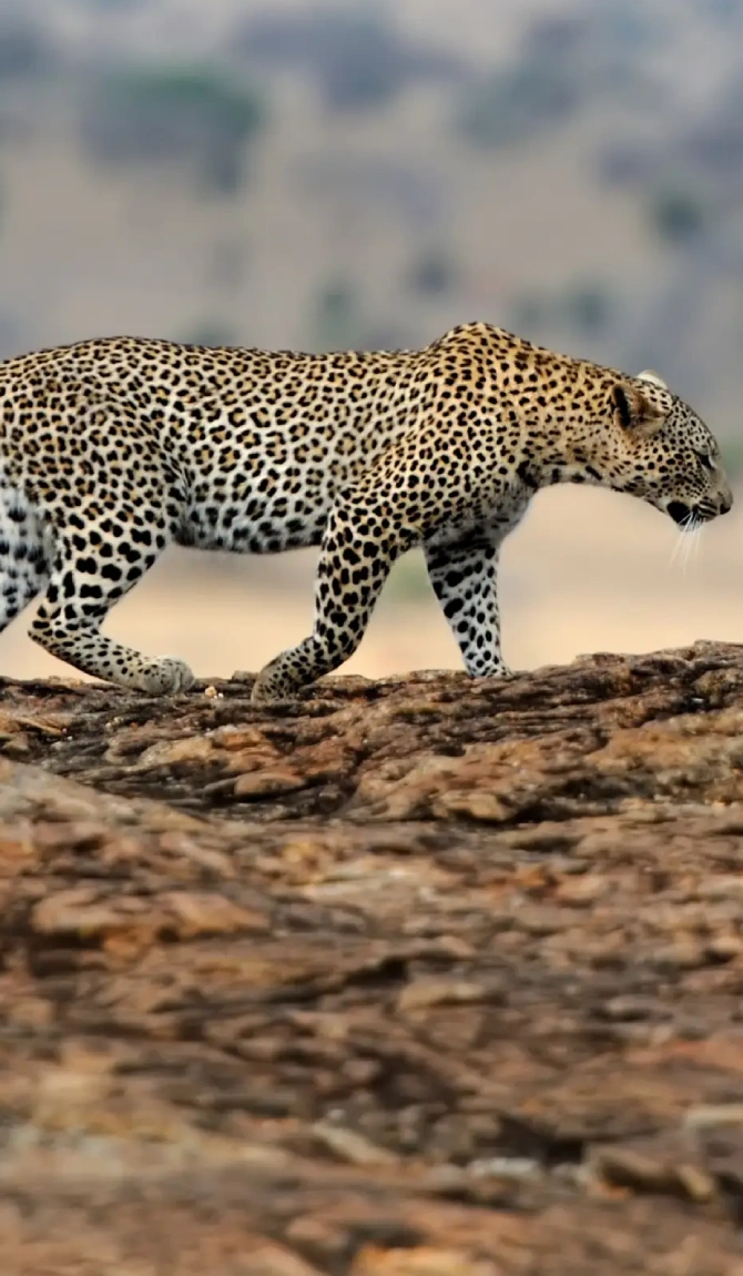 Samburu Lodge Safari