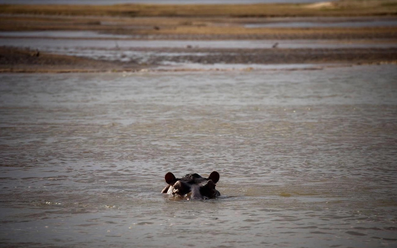 3 Days Selous Game Reserve Flying Safari From Zanzibar WildLife