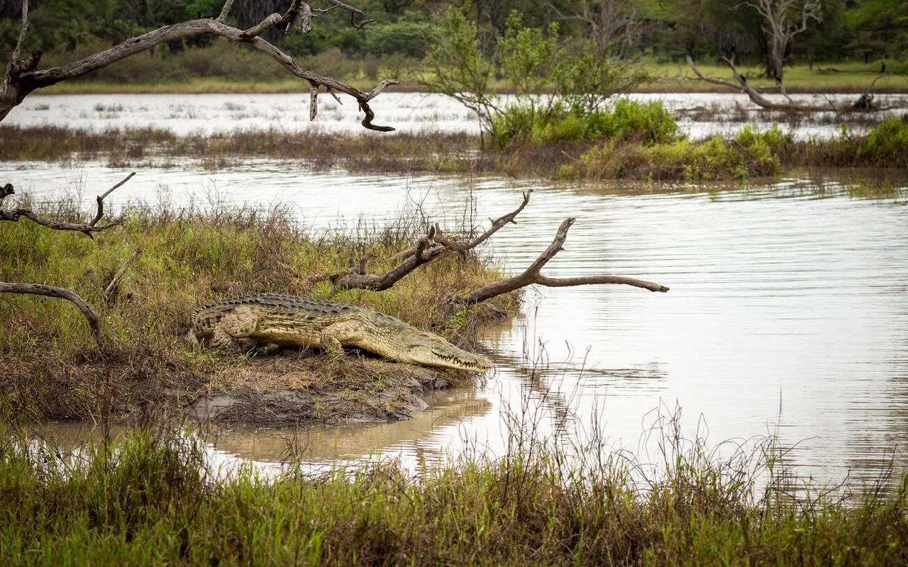 3 Days Selous Game Reserve Flying Safari From Zanzibar WildLife