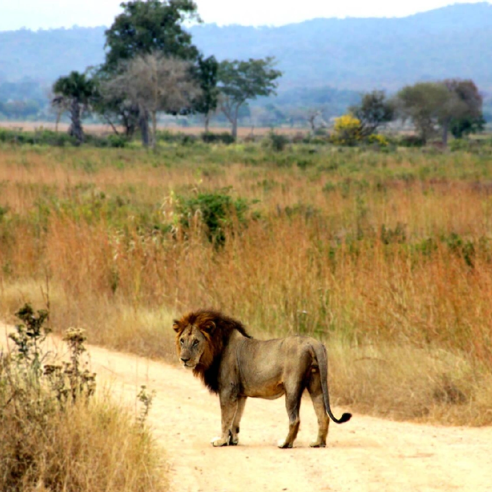 3 Days Selous Game Reserve Flying Safari From Zanzibar Attractions