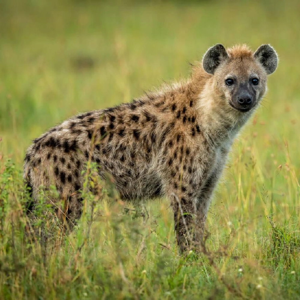 3 Days Selous Game Reserve Flying Safari From Zanzibar Attractions