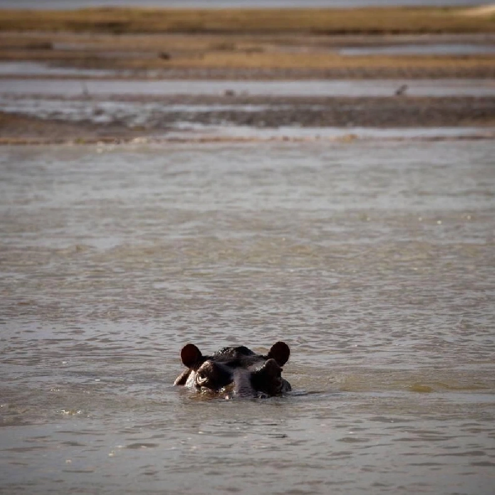 3 Days Selous Game Reserve Flying Safari From Zanzibar Attractions