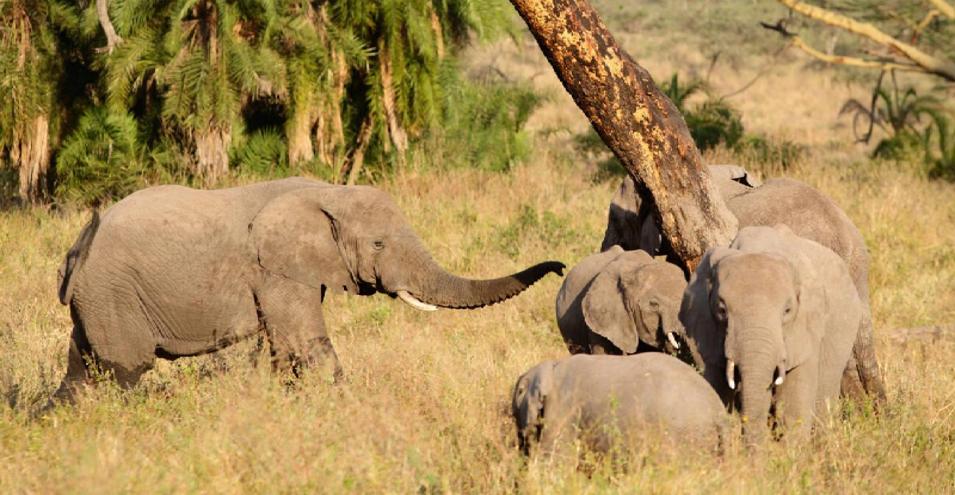 3 Days Selous Game Reserve Flying Safari From Zanzibar