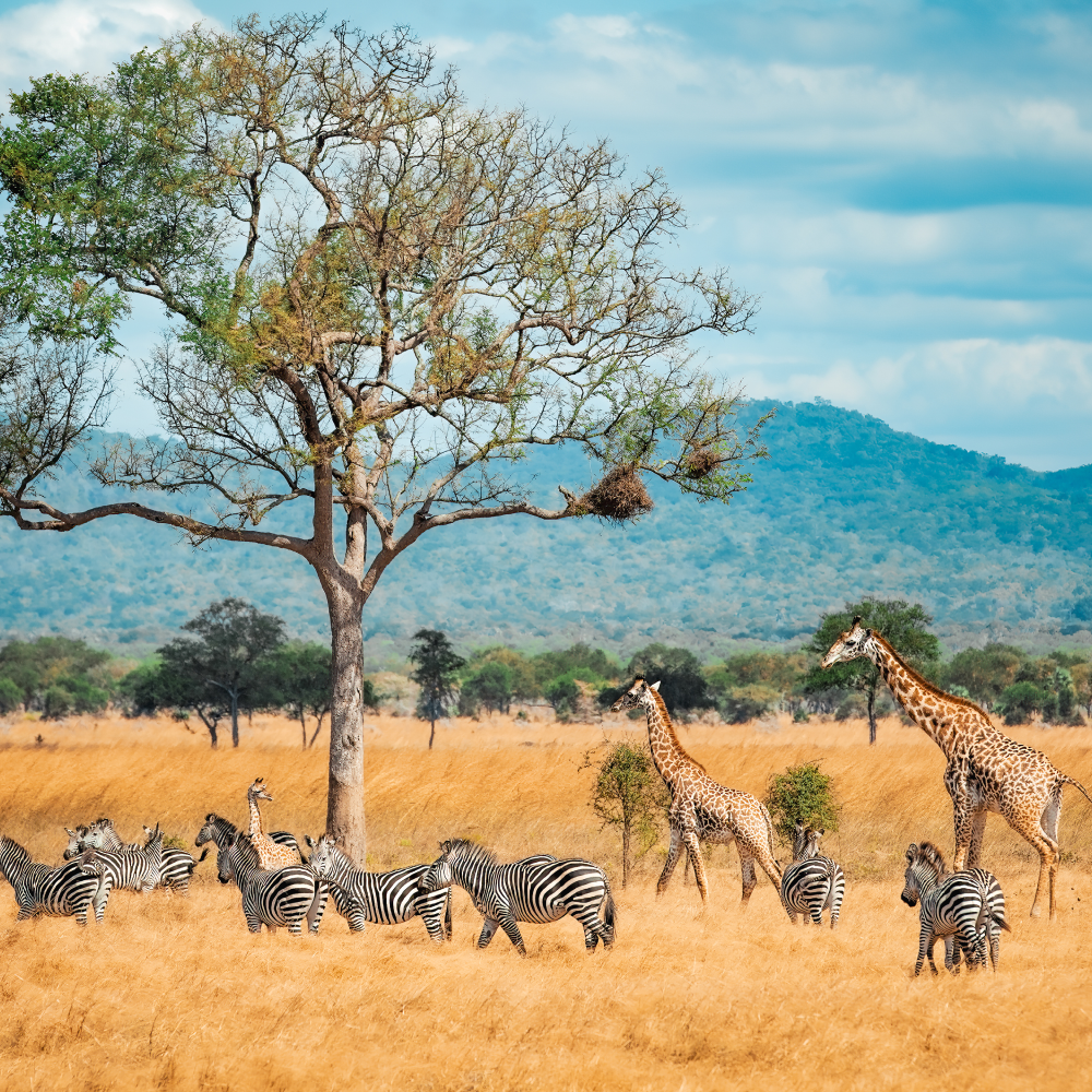 3 Days Serengeti Flying Safari Attractions