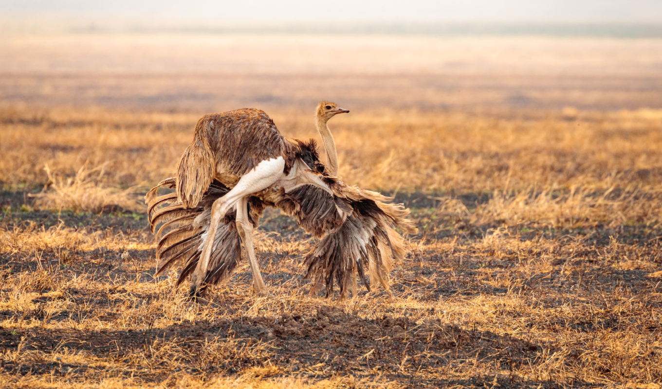 3 Days Serengeti Flying Safari Wildlife
