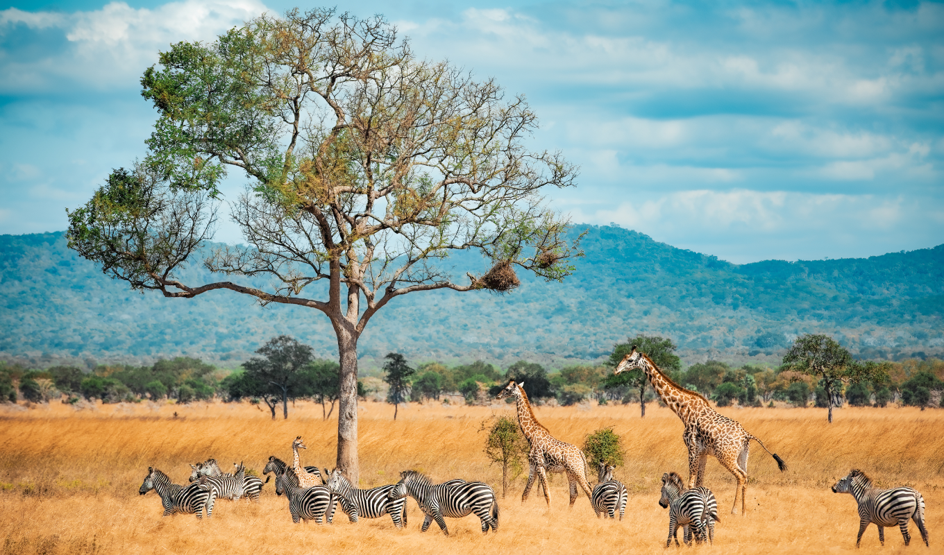 3 Days Serengeti Flying Safari Wildlife