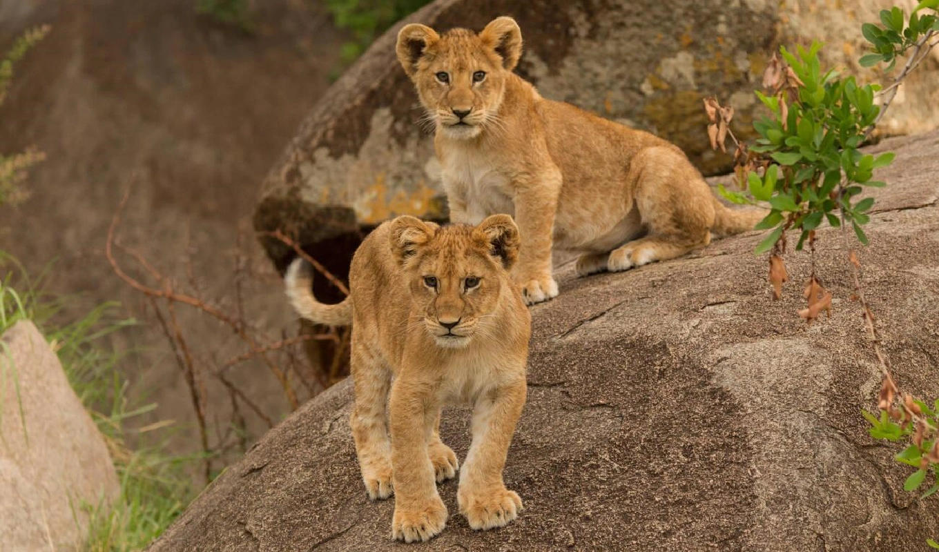 3 Days Serengeti National Park Fly-In Safari From Zanzibar WildLife