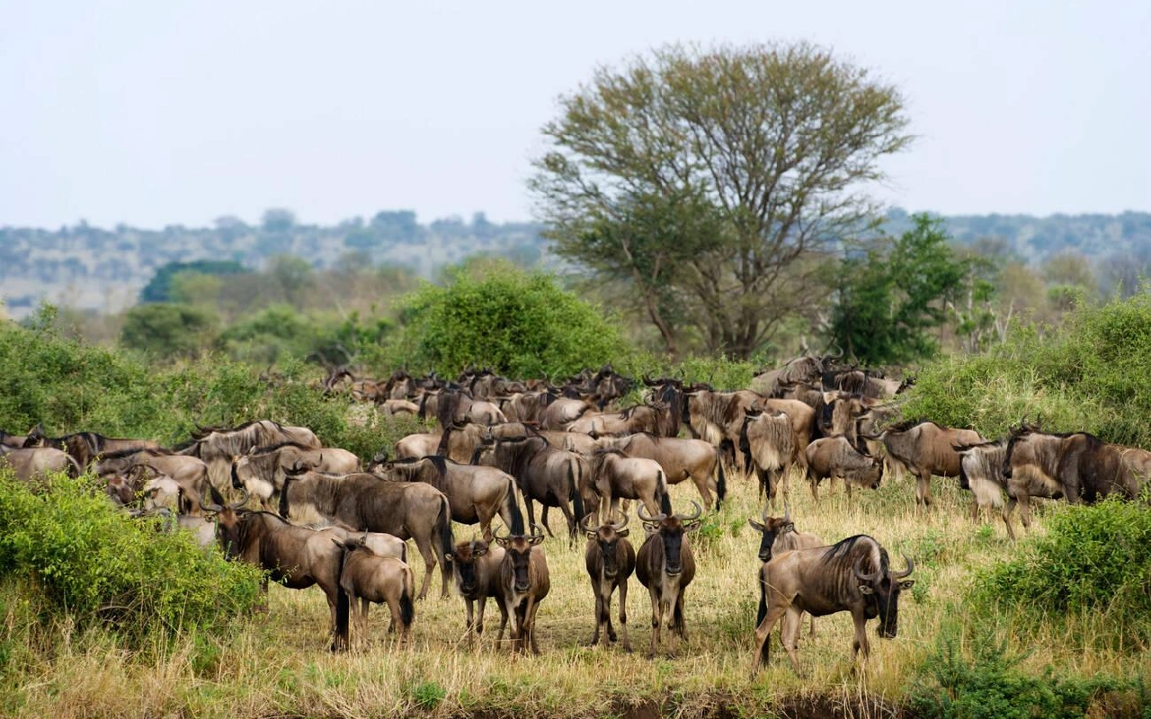 3 Days Serengeti National Park Fly-In Safari From Zanzibar WildLife