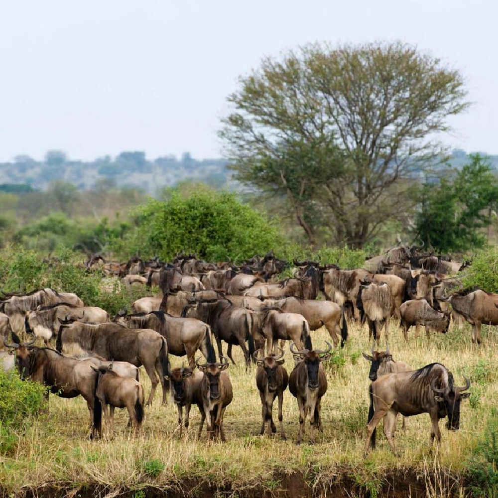 3 Days Serengeti National Park Fly-In Safari From Zanzibar Attractions