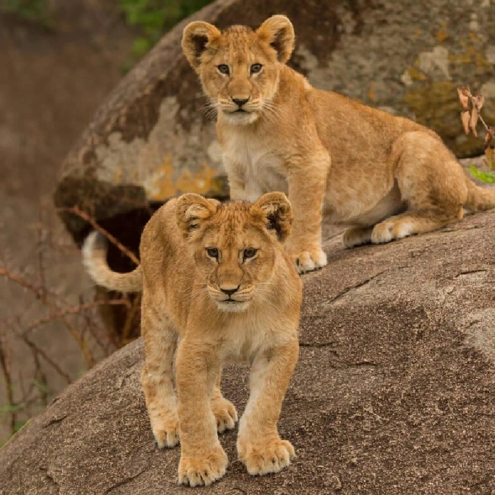 3 Days Serengeti National Park Fly-In Safari From Zanzibar Attractions