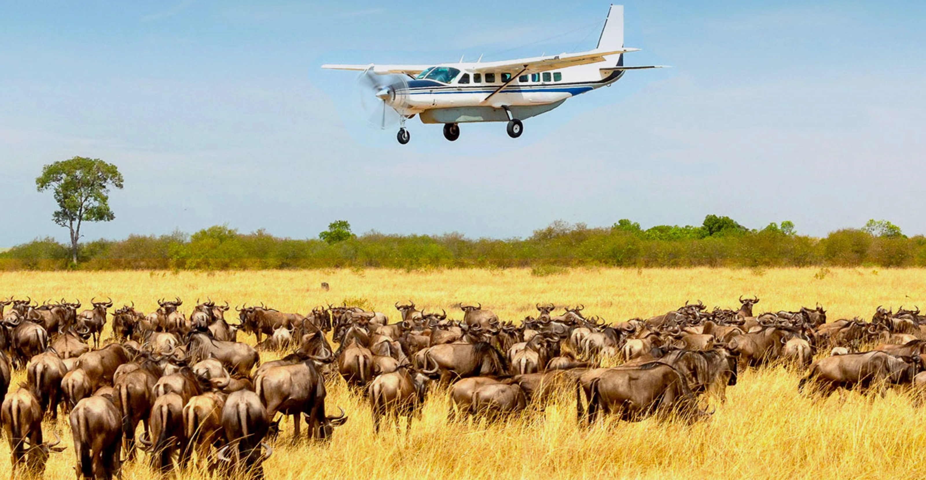 3 Days Serengeti National Park Fly-In Safari From Zanzibar