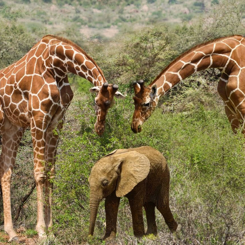 3 Days Tsavo East and West Safari Attractions
