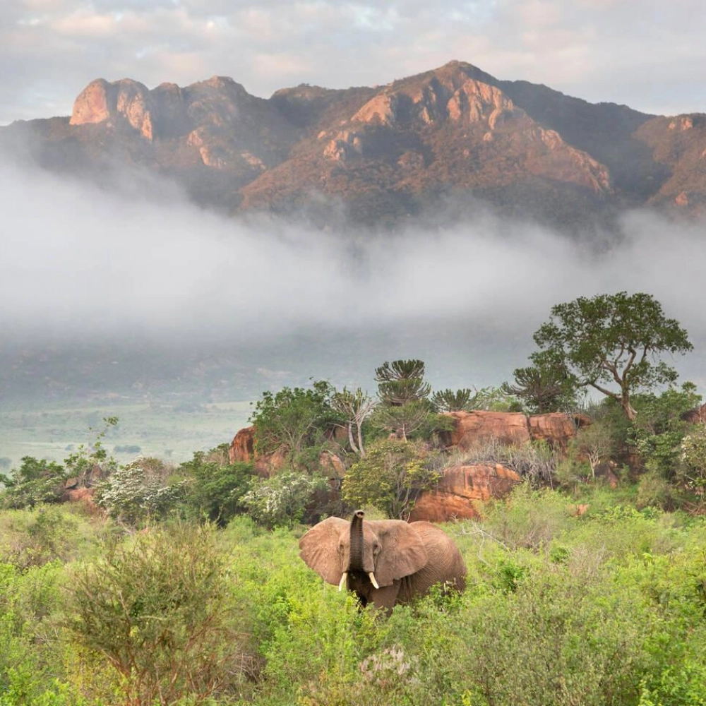 3 Days Tsavo East and West Safari Attractions