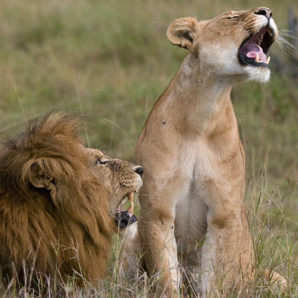 4 Days Flying Safari From Mombasa or Malindi or Diani Attractions