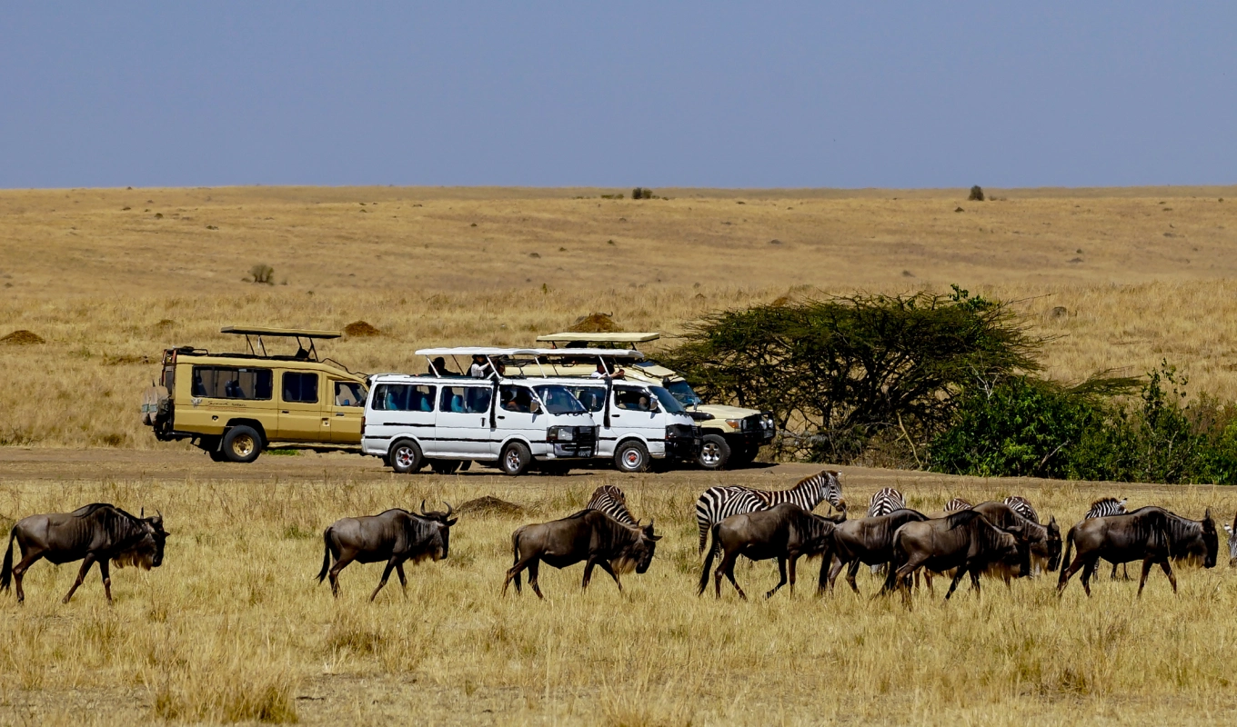4 Days Flying Safari From Mombasa or Malindi or Diani Wildlife