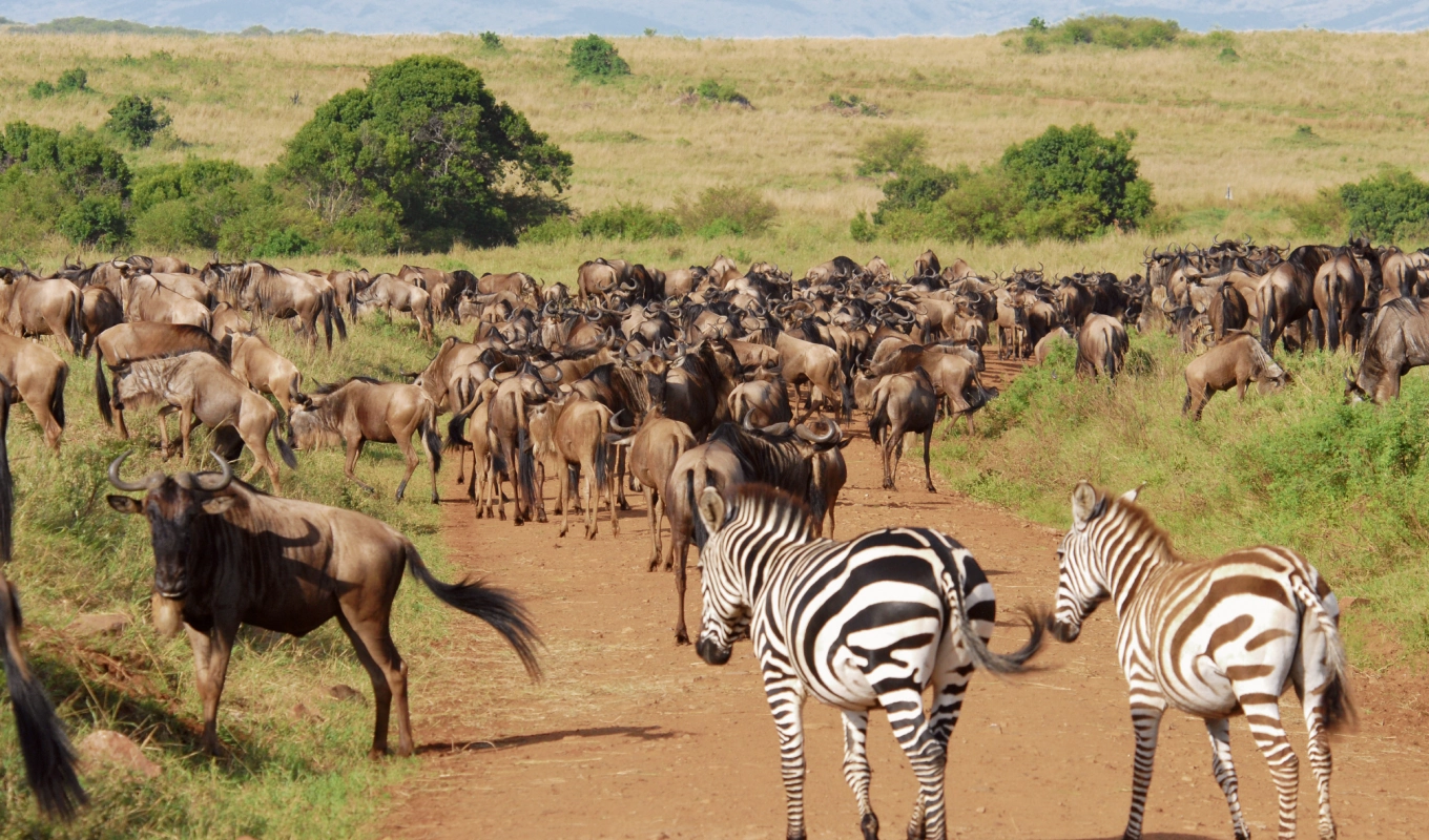 4 Days Flying Safari From Mombasa or Malindi or Diani Wildlife