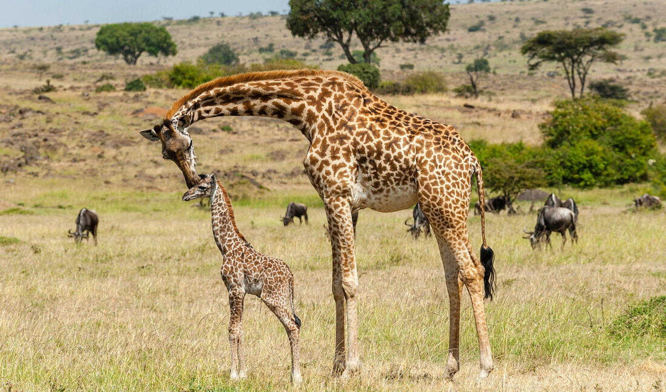 4 Days Flying Safari From Mombasa or Malindi or Diani Wildlife