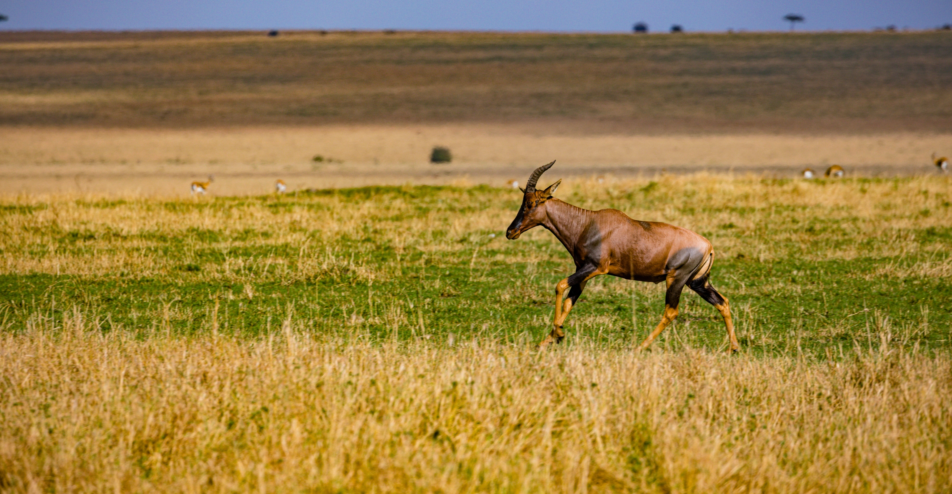 4 Days Flying Safari From Mombasa or Malindi or Diani