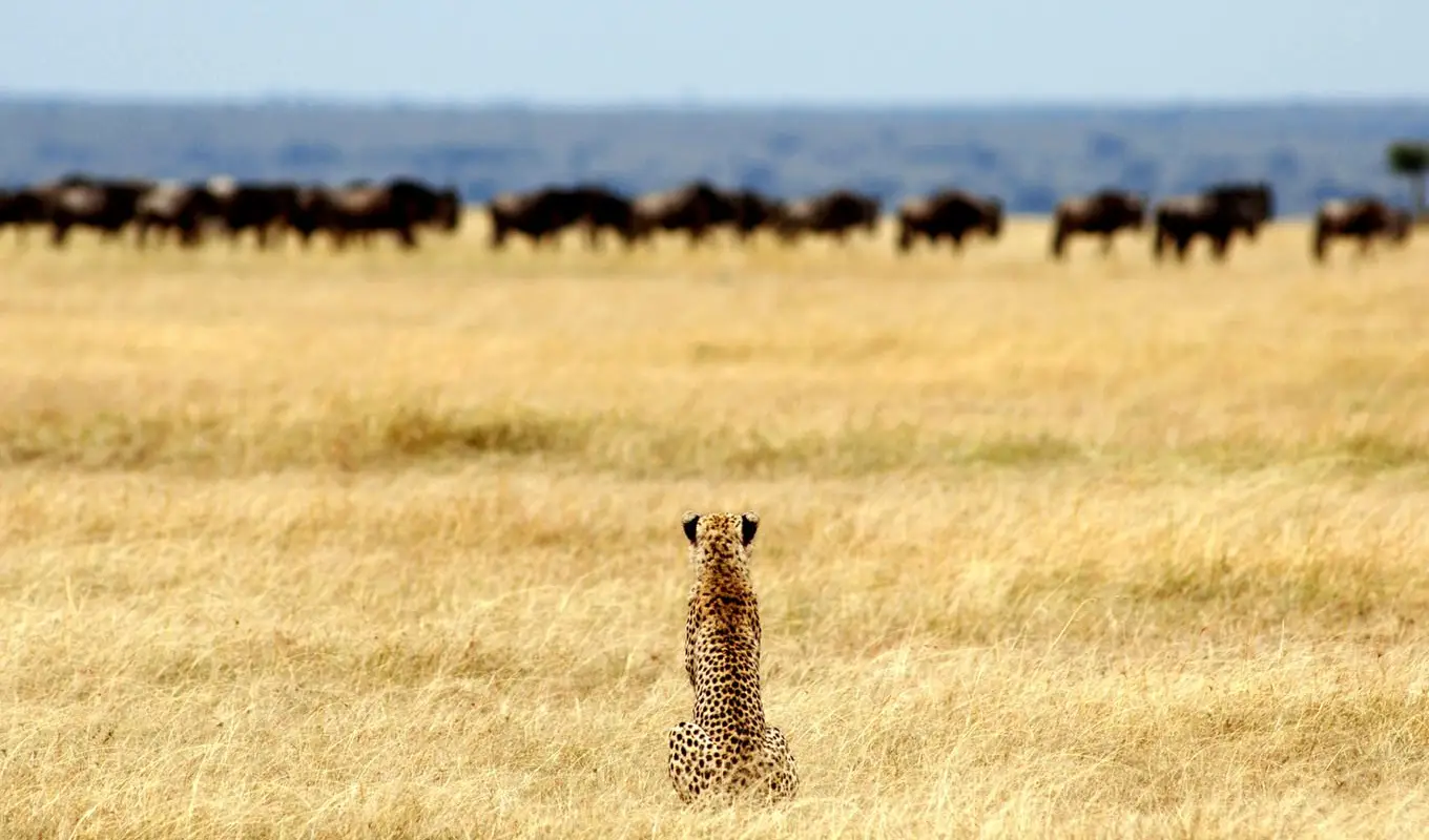 4 Days Four Season Ultra Luxury Flying Safari GameDrive