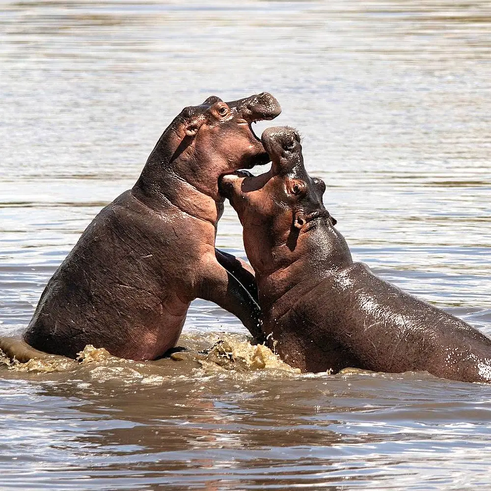 4 Days Four Season Ultra Luxury Flying Safari Attractions