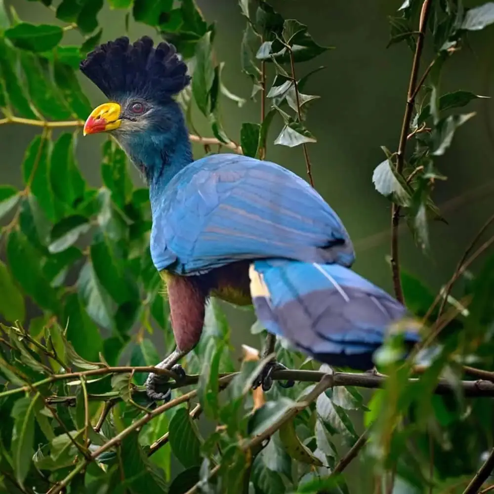 4 Days Kibale Chimpanzee Trekking and Bigodi Wetland Safari Attraction