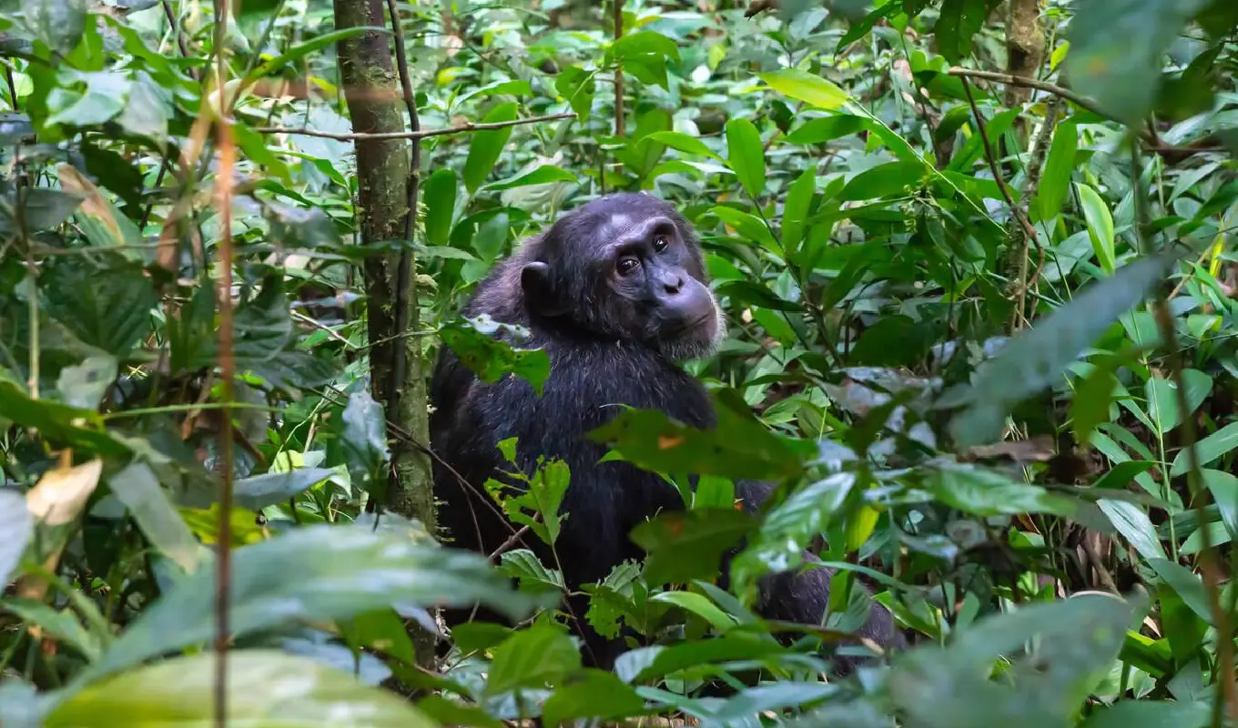 4 Days Kibale Chimpanzee Trekking and Bigodi Wetland Safari Chimpanzee Trekking