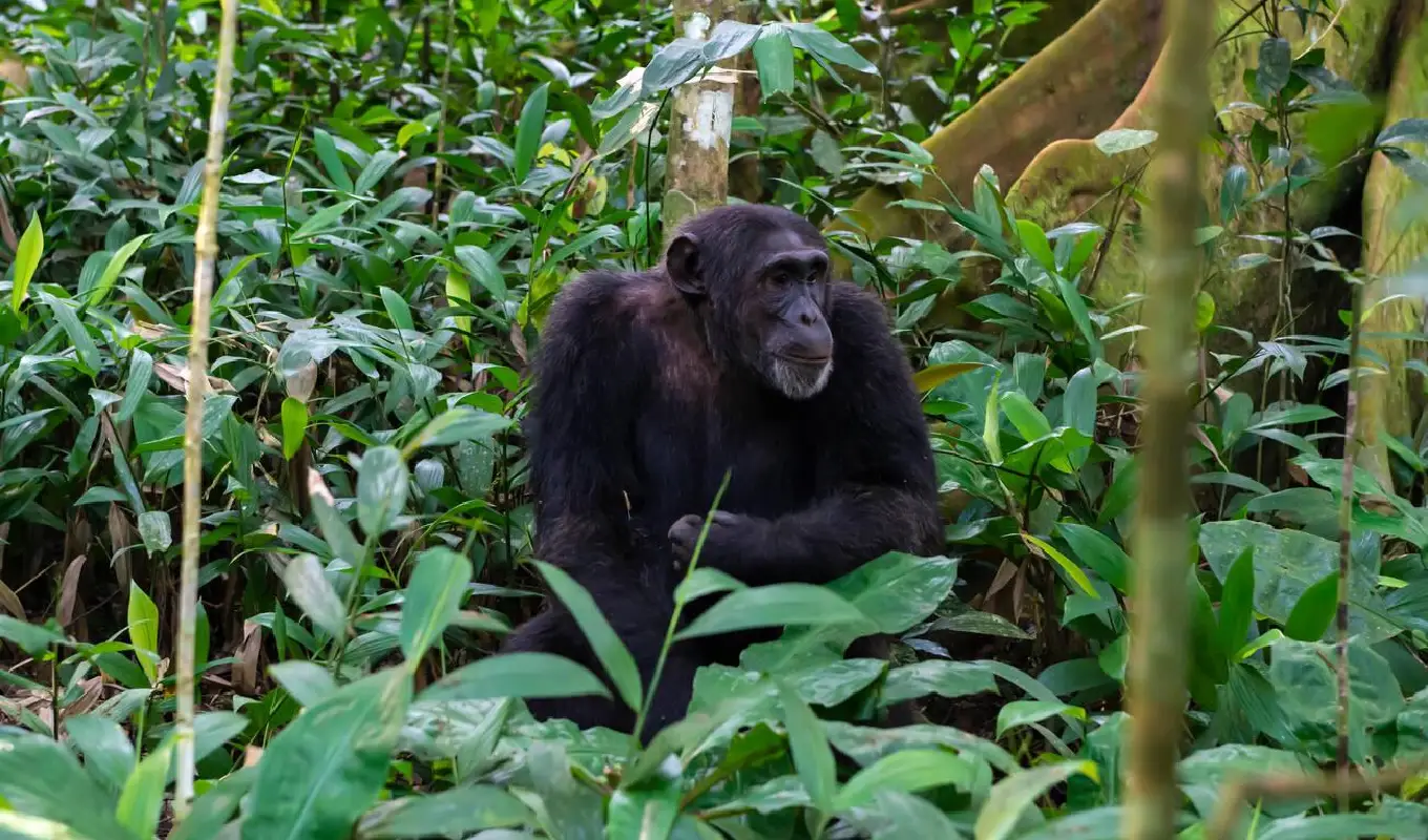 4 Days Kibale Chimpanzee Trekking and Bigodi Wetland Safari Chimpanzee Trekking
