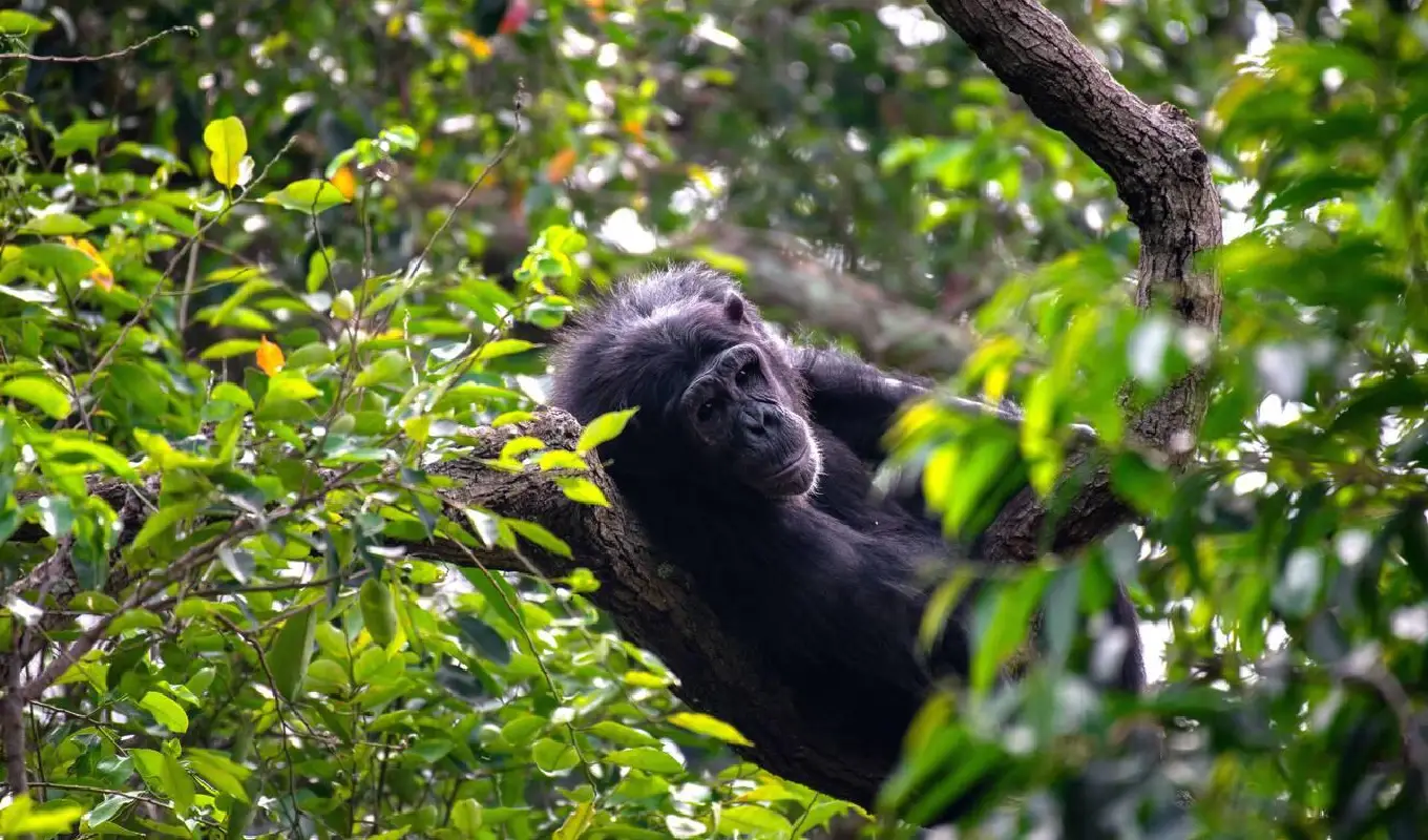 4 Days Kibale Chimpanzee Trekking and Bigodi Wetland Safari Chimpanzee Trekking