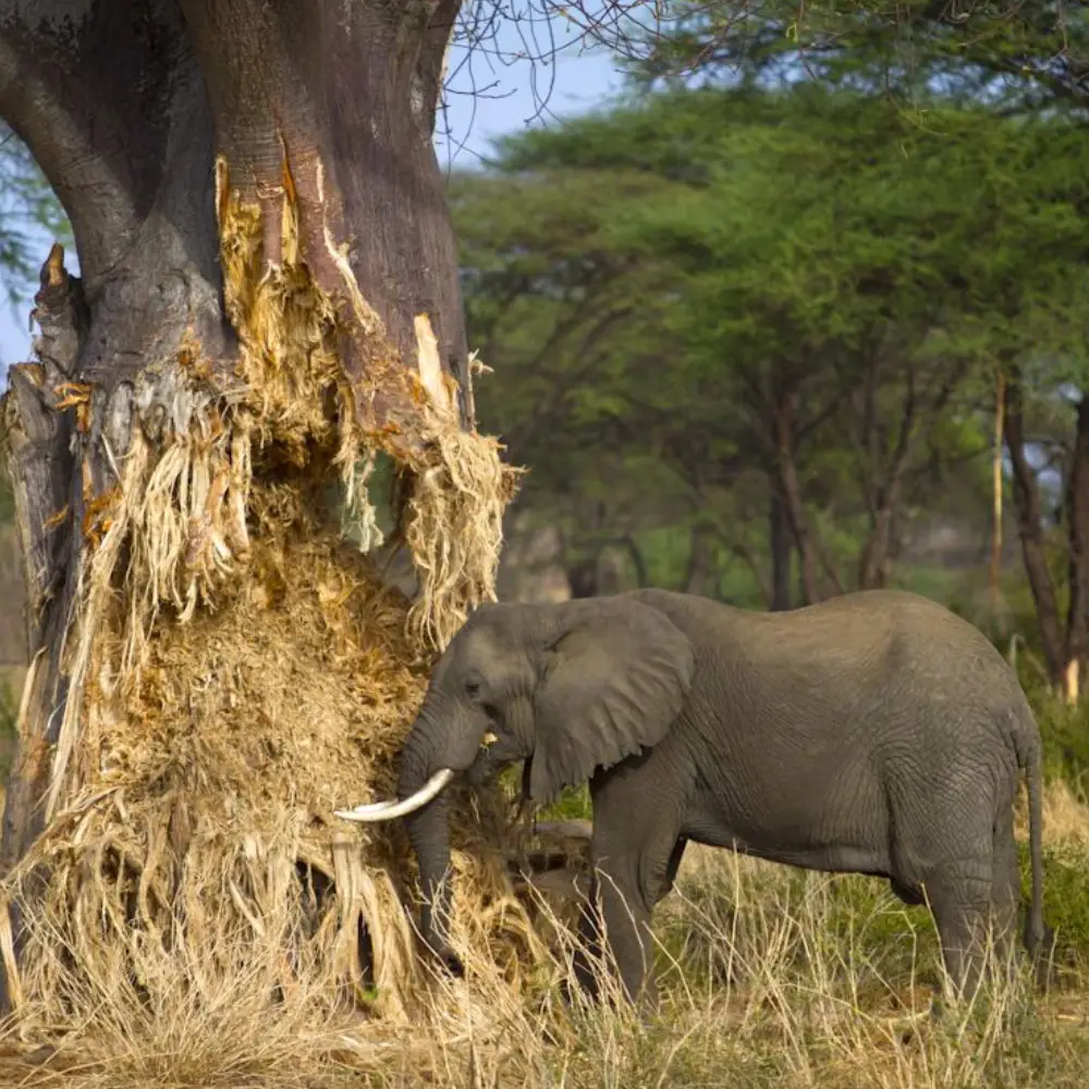 4 Days Lake Manyara And Tarangire Fly-In Safari From Zanzibar