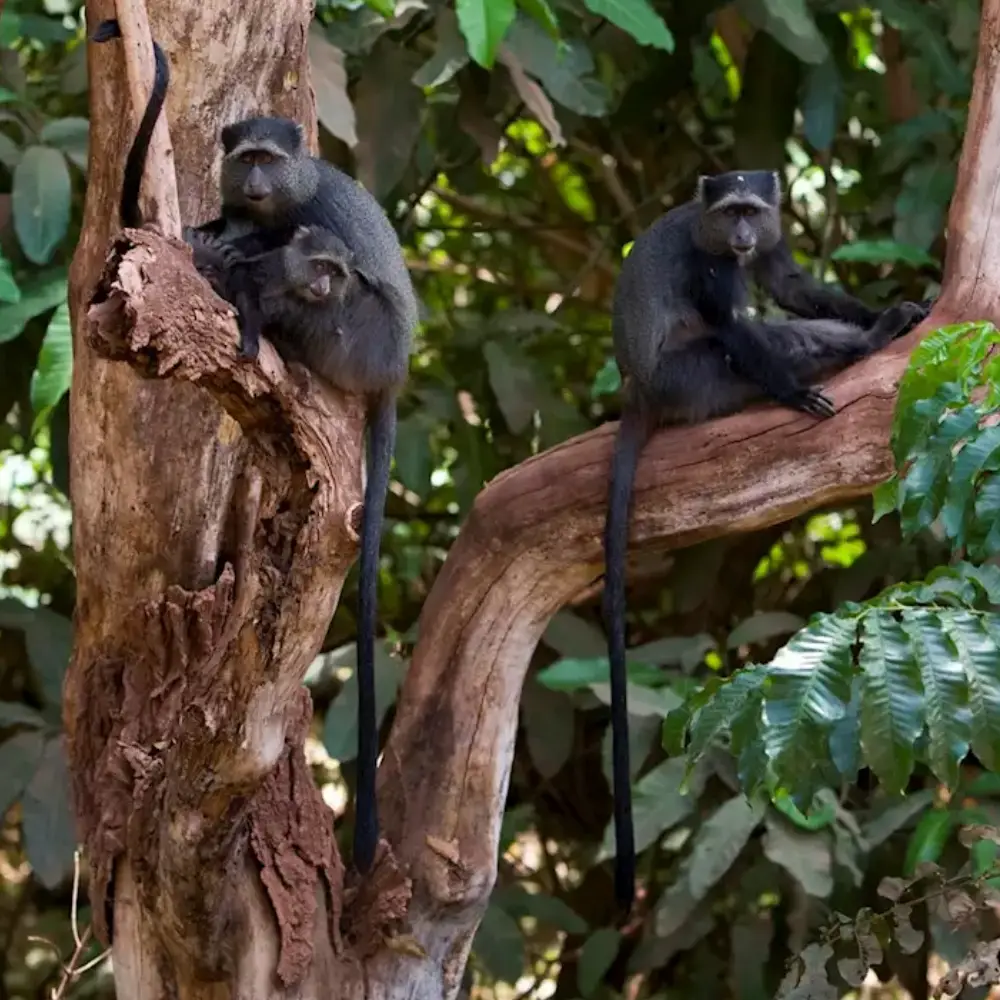 4 Days Lake Manyara And Tarangire Fly-In Safari From Zanzibar Game Drive