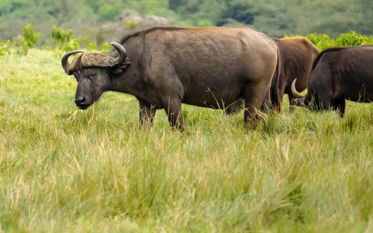 4 Days Lake Manyara And Tarangire Fly-In Safari From Zanzibar Game Drive