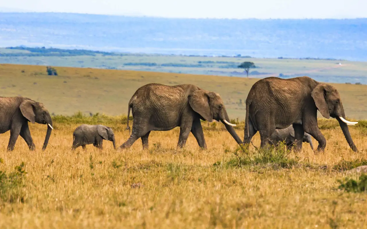 4 Days Lake Manyara And Tarangire Fly-In Safari From Zanzibar Game Drive
