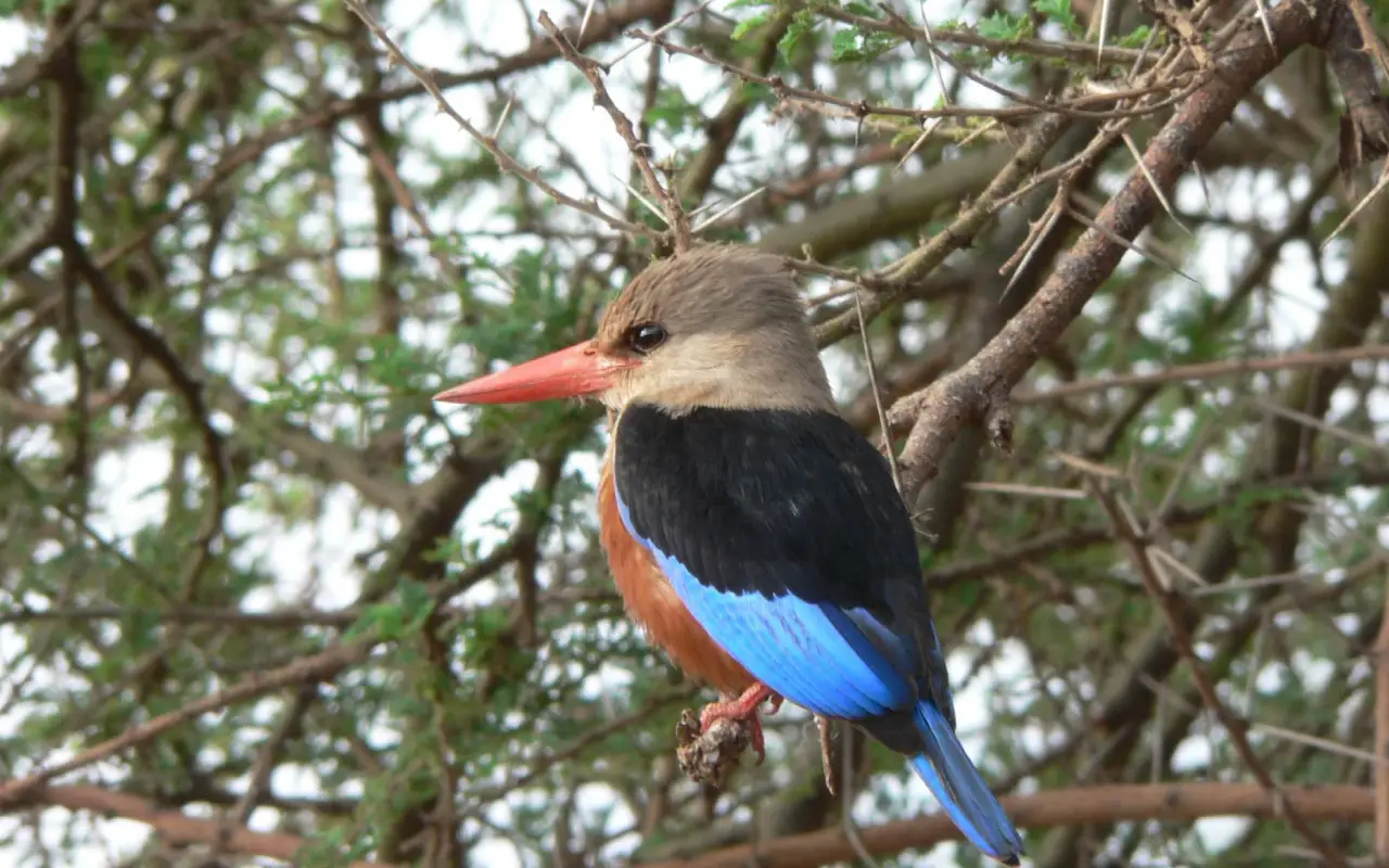 4 Days Lake Manyara And Tarangire Fly-In Safari From Zanzibar Game Drive