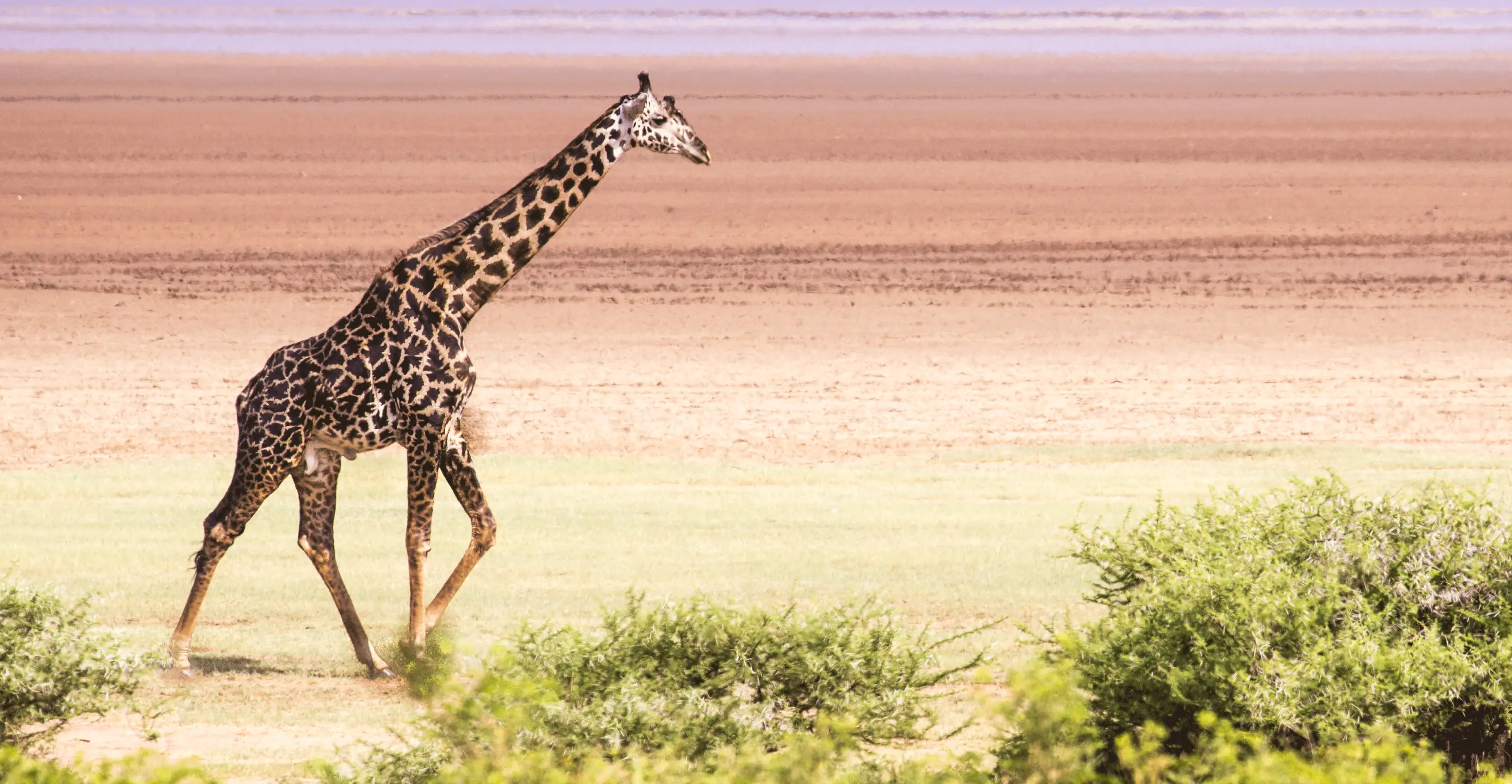 4 Days Lake Manyara And Tarangire Fly-In Safari From Zanzibar