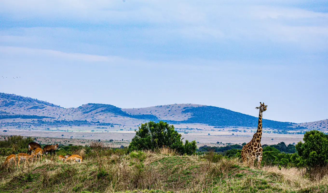 4 Days Luxury Safari To Laikipia – Loisaba Conservancy 