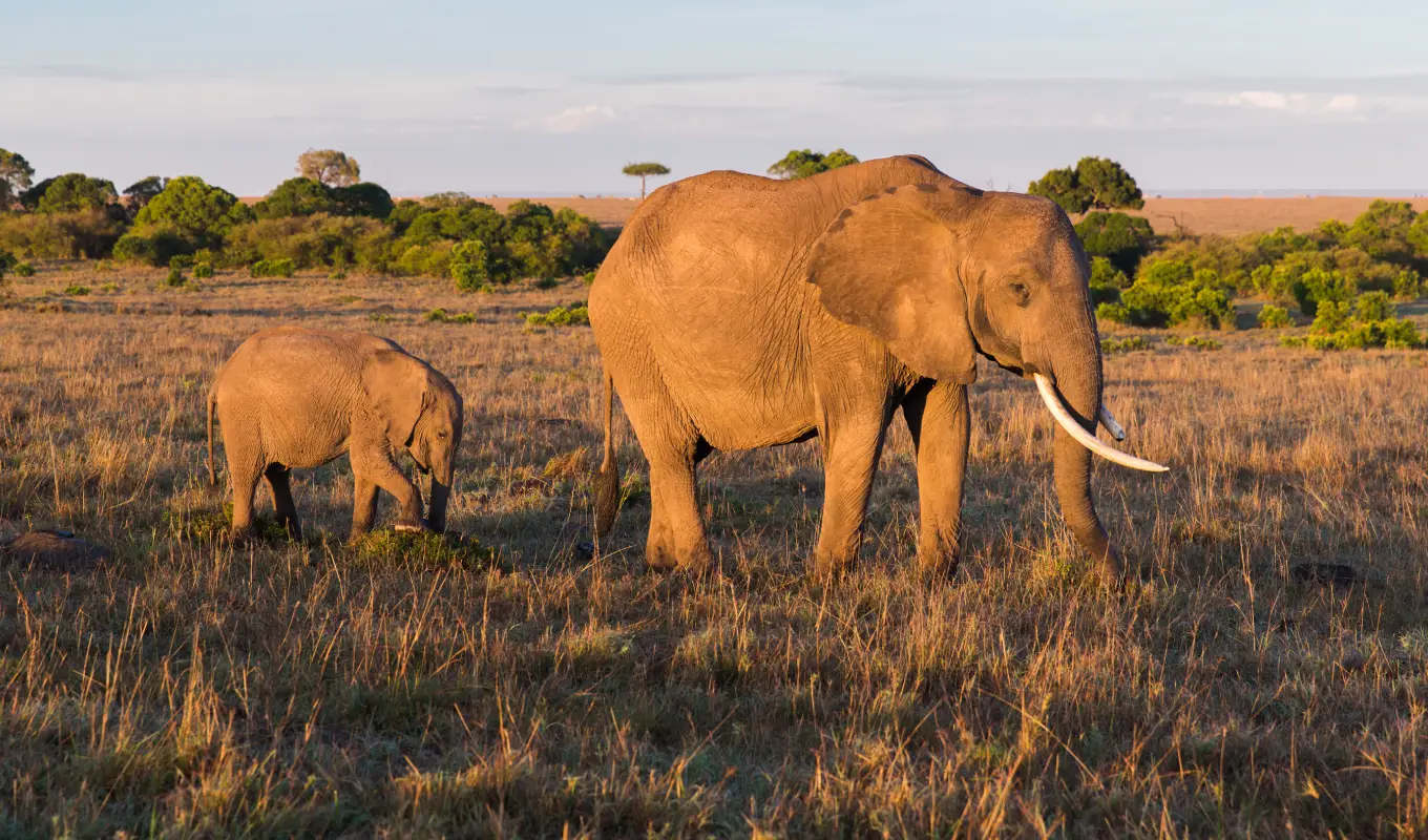 4 Days Luxury Safari To Laikipia – Loisaba Conservancy 