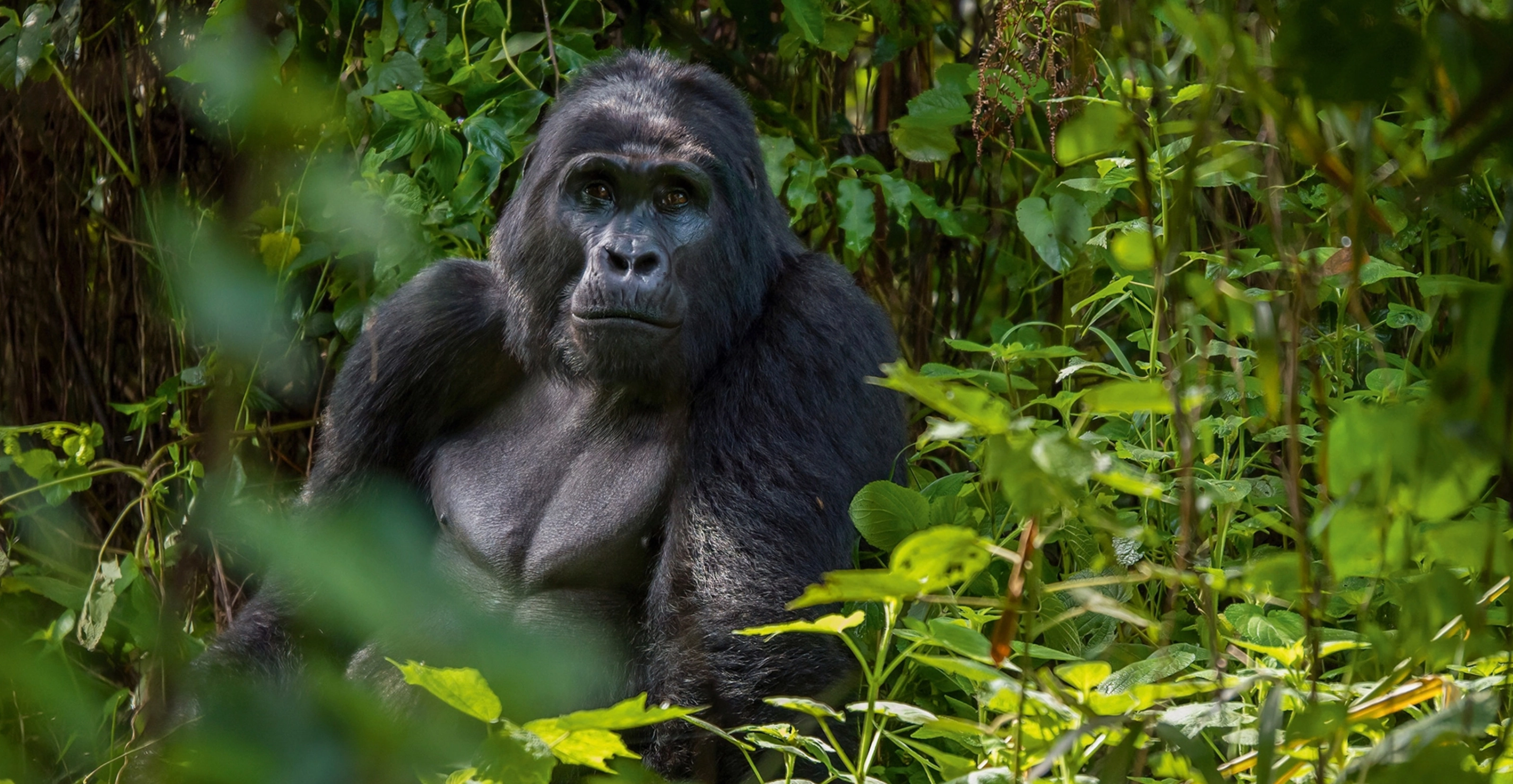 4 Days Mountain Gorilla Trekking Safari – Road Safari