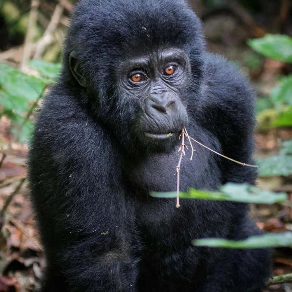 4 Days Mountain Gorilla Trekking – Uganda via Rwanda Attraction