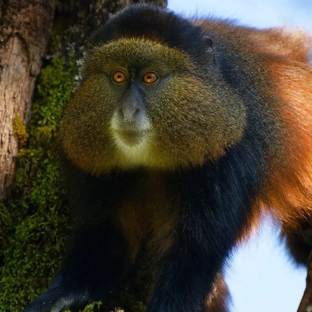 4 Days Mountain Gorilla Trekking – Uganda via Rwanda Attraction