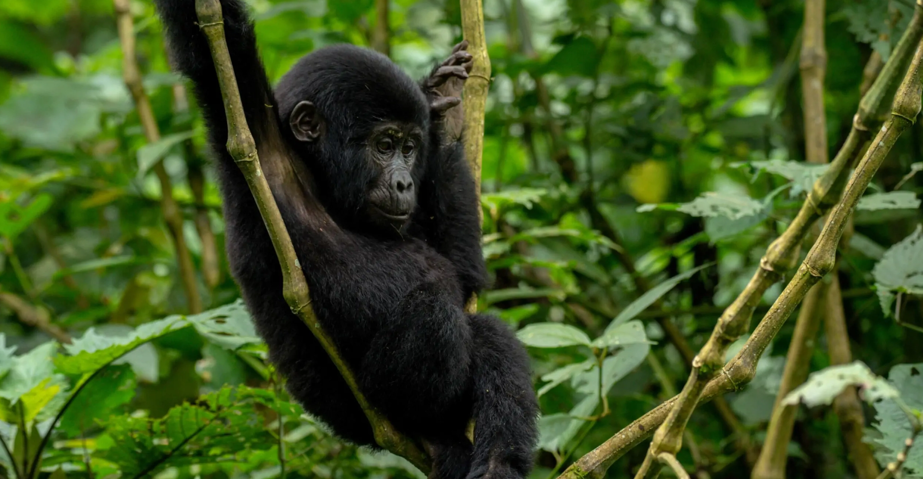 4 Days Mountain Gorilla Trekking – Uganda via Rwanda