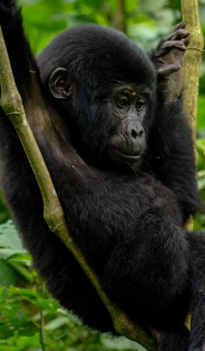 Mountain Gorilla Trekking – Uganda via Rwanda