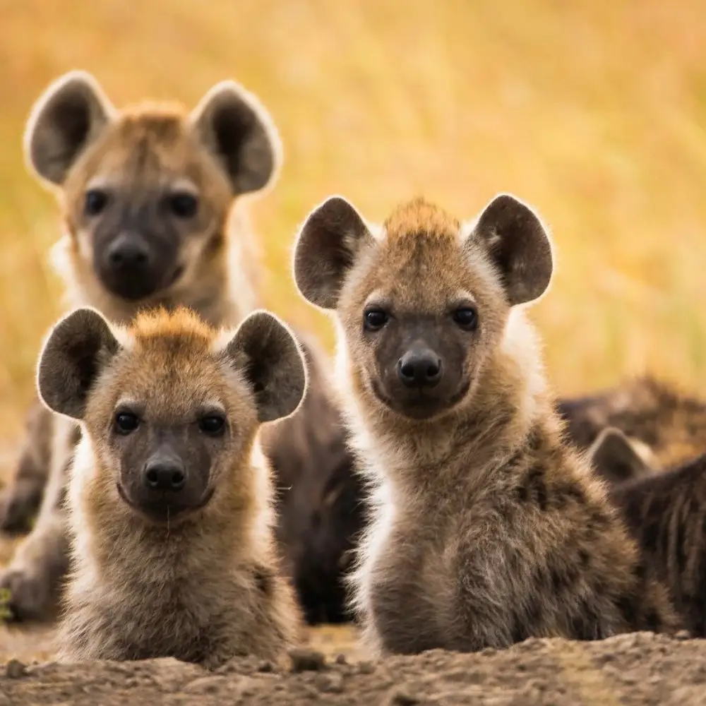 4 Days Of Wild Beauty In Untamed Wilderness At Meru National Park  Attractions