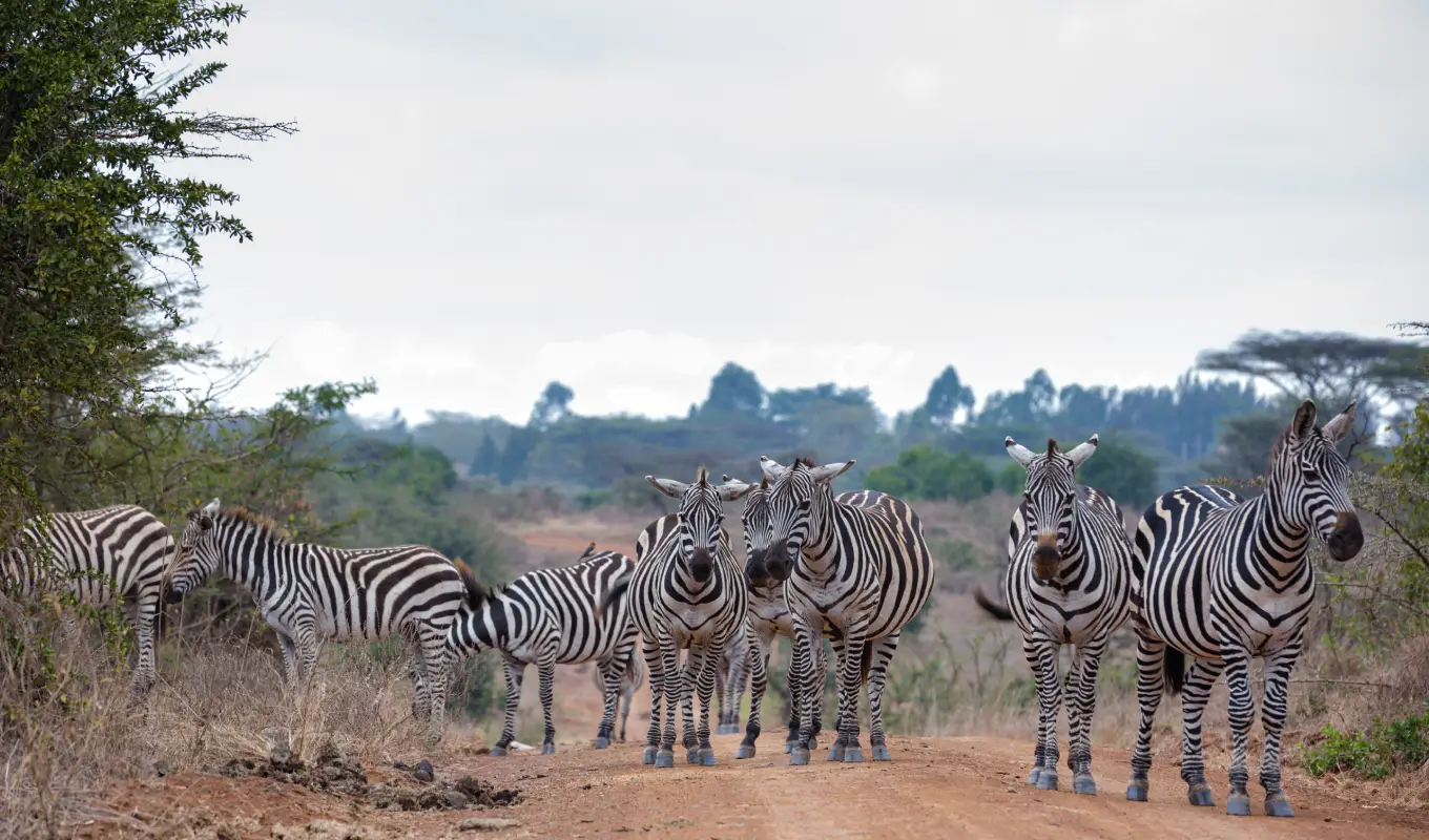 4 Days Of Wild Beauty In Untamed Wilderness At Meru National Park 