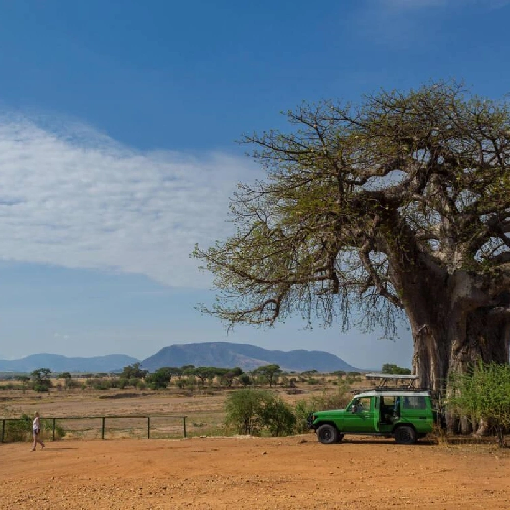 4 Days Ruaha National Park Fly-In Safari From Zanzibar Attractions