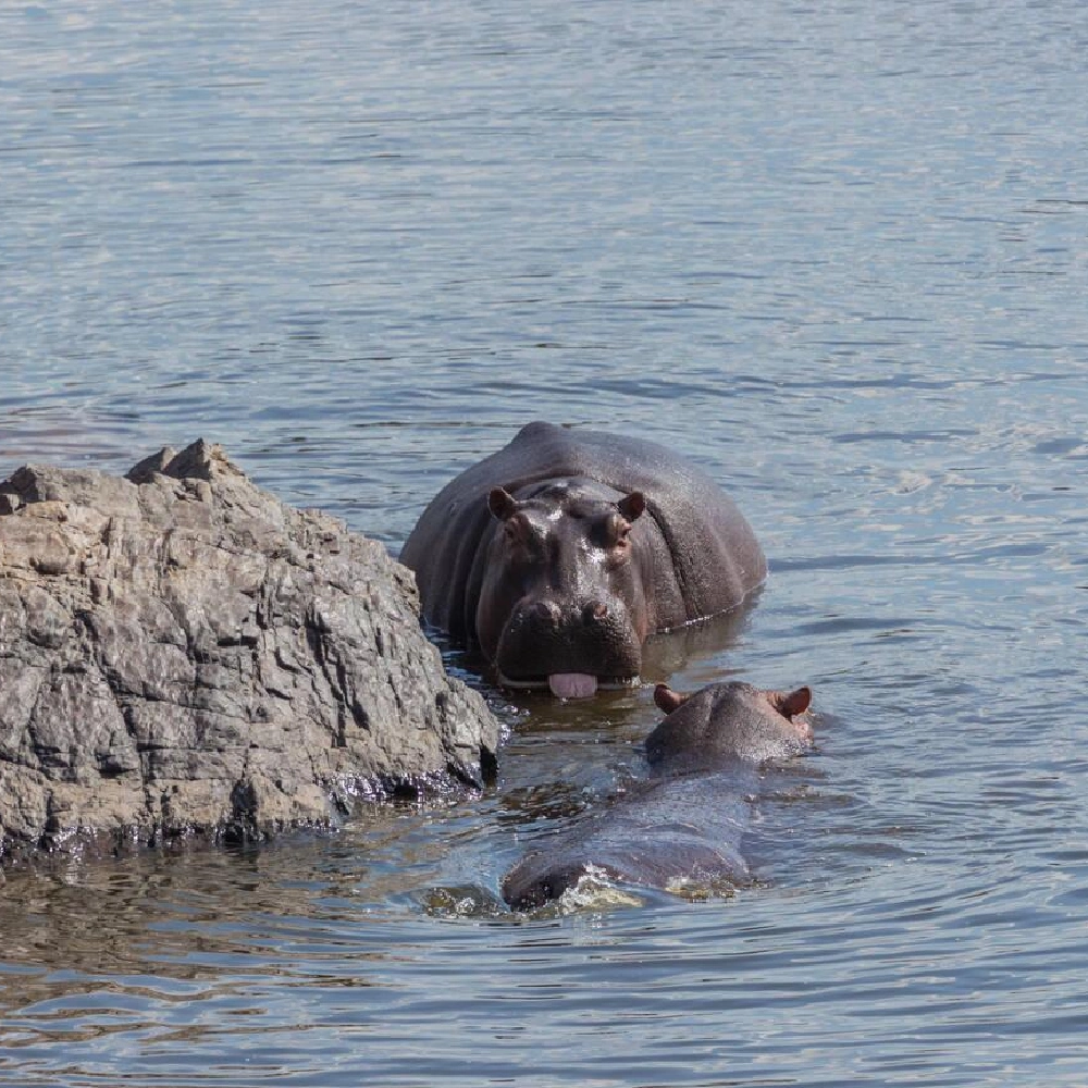 4 Days Ruaha National Park Fly-In Safari From Zanzibar Attractions