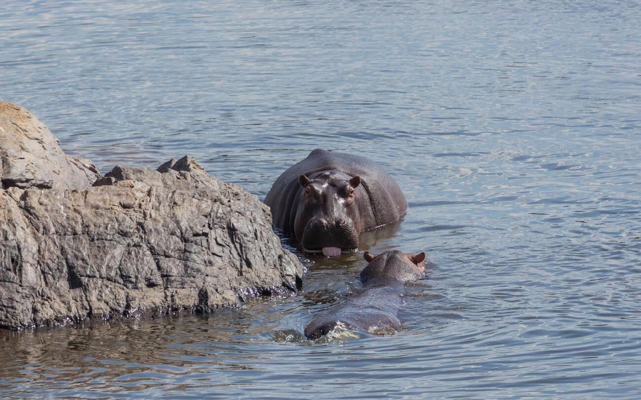 4 Days Ruaha National Park Fly-In Safari From Zanzibar WildLife