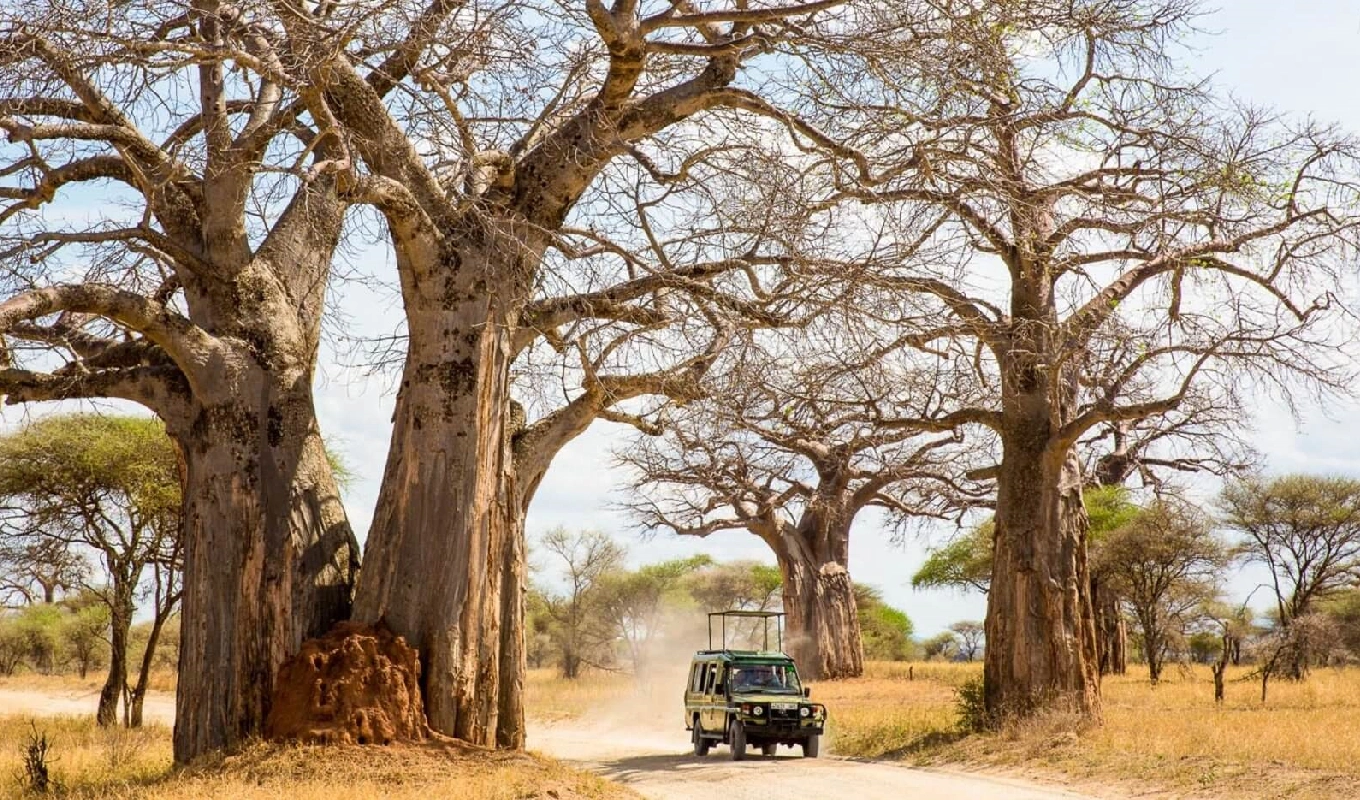 4 Days Ruaha National Park Fly-In Safari From Zanzibar GameDrive