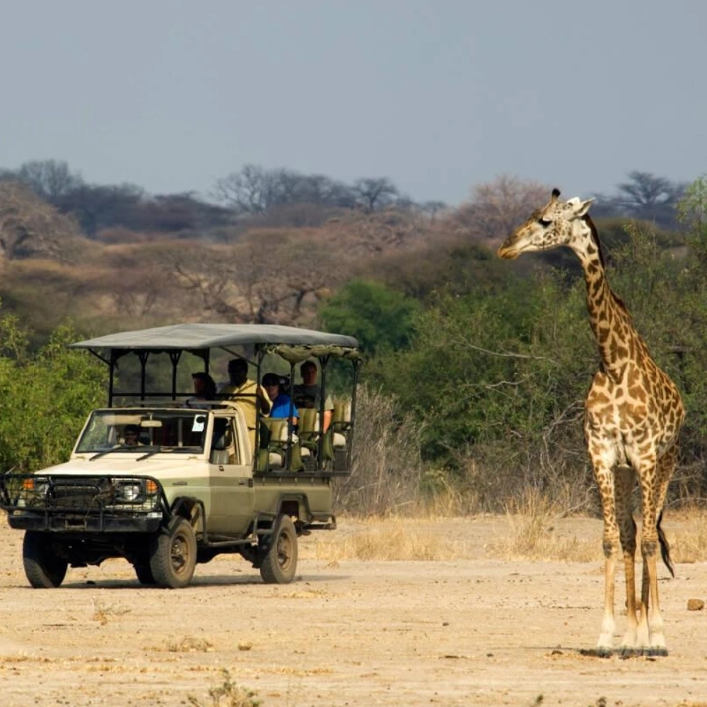 4 Days Ruaha National Park Fly-In Safari From Zanzibar Attractions